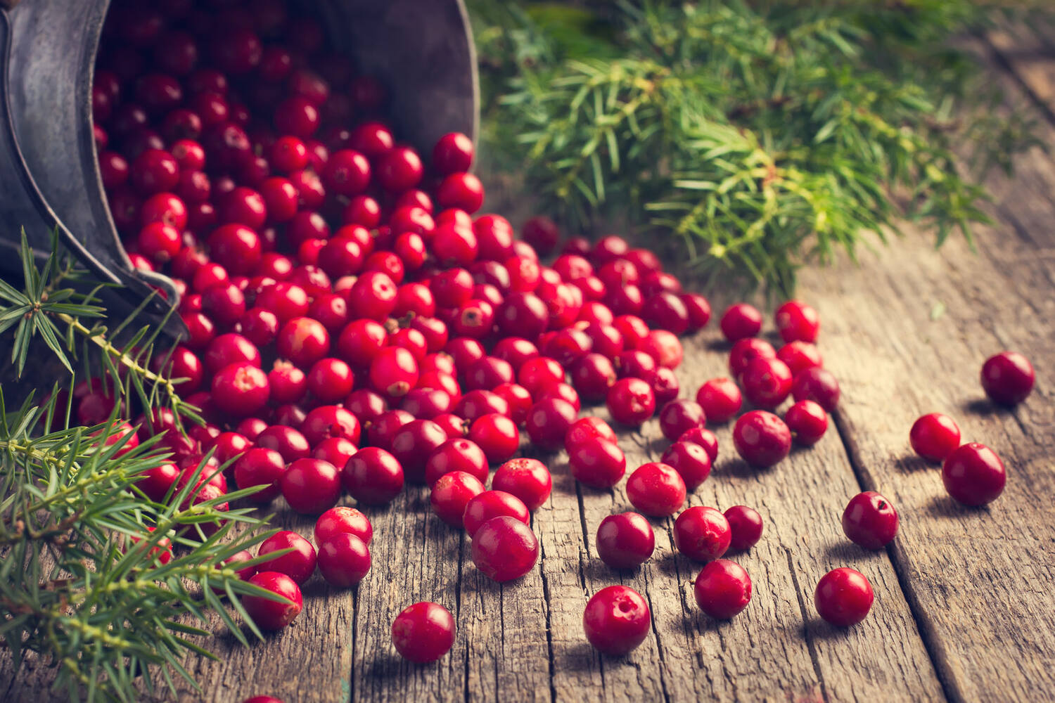 Cranberries vers 340gr kist 24 stuks